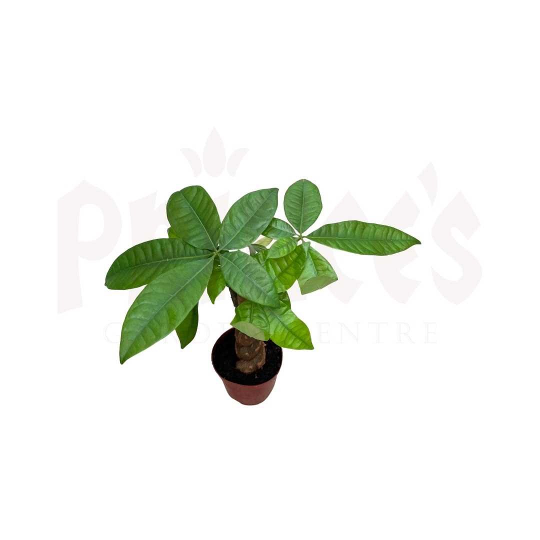 Pachira Twist - (Pot Size - Ø8cmx8cm) - Prince Garden Centre