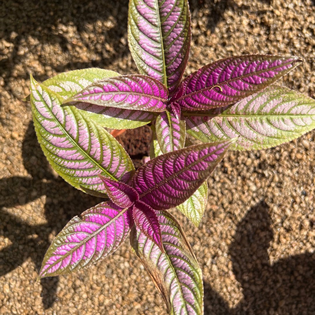 Persian Shield - Prince Garden Centre