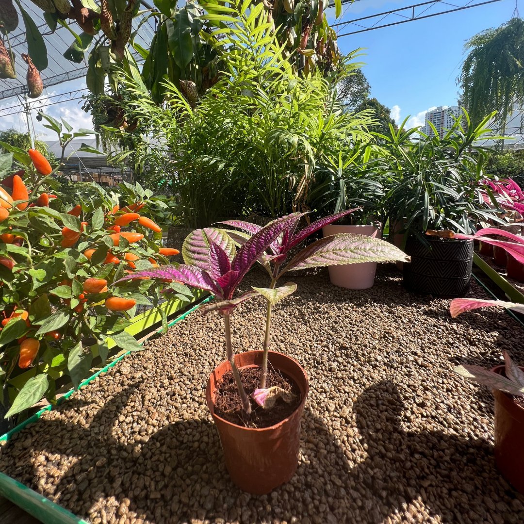 Persian Shield - Prince Garden Centre