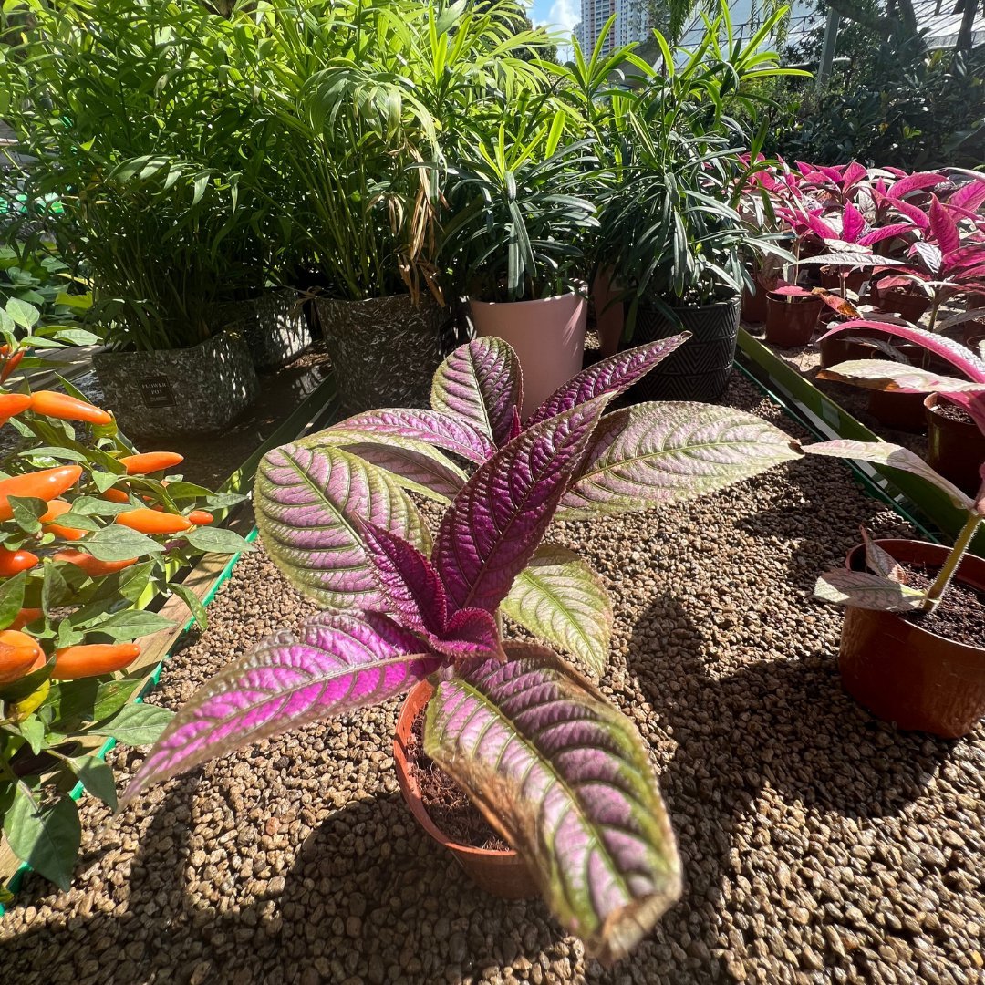 Persian Shield - Prince Garden Centre