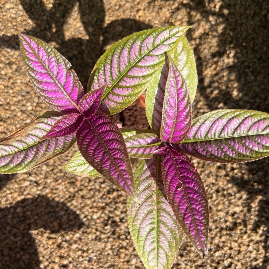 Persian Shield - Prince Garden Centre