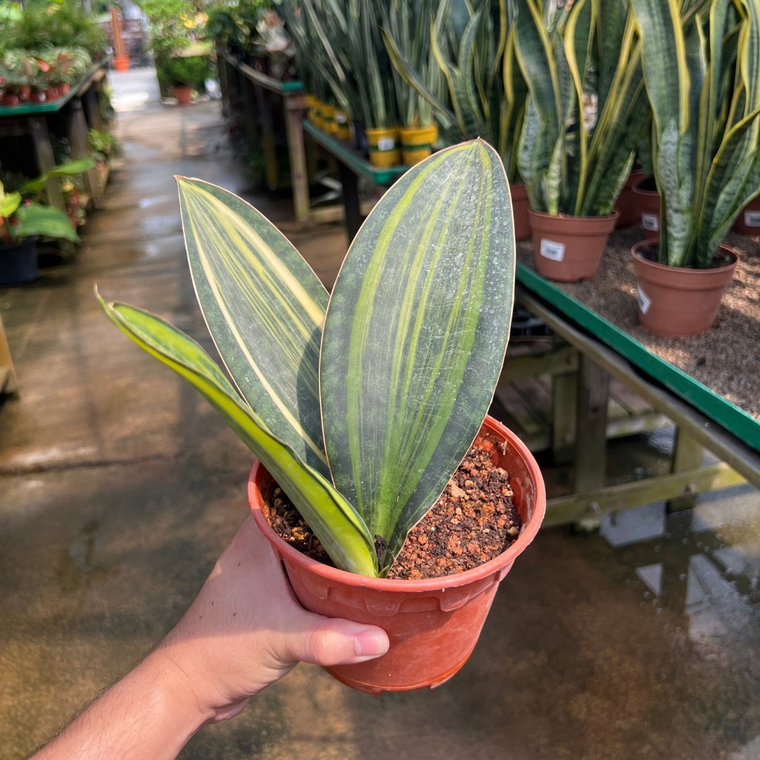 Sanseveria Masoniana Variegata - Prince Garden Centre