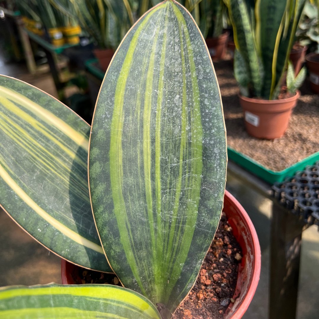 Sanseveria Masoniana Variegata - Prince Garden Centre