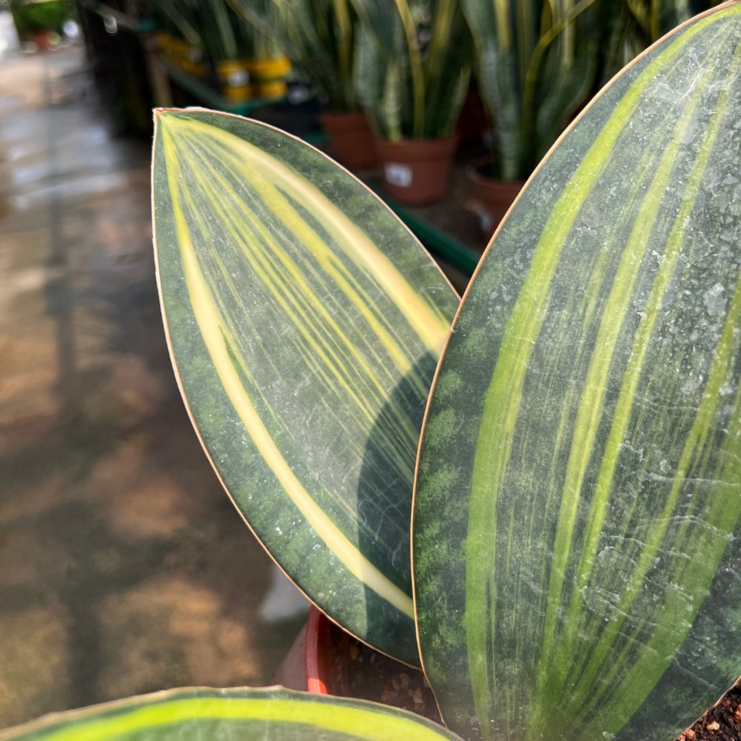 Sanseveria Masoniana Variegata - Prince Garden Centre