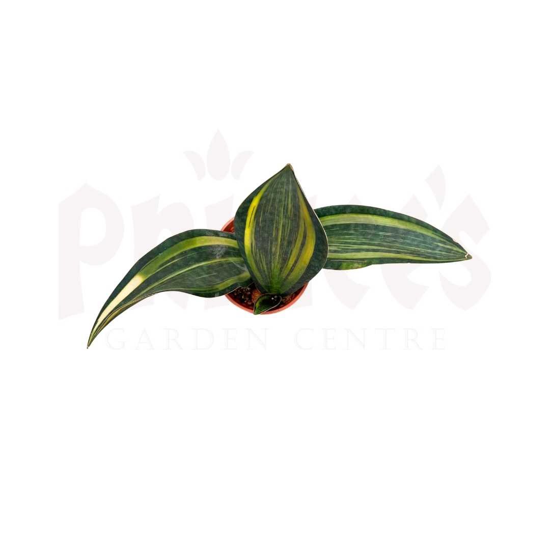 Sansevieria Masoniana Variega - (Pot Size 15cmØ x 12cmH) - Prince Garden Centre