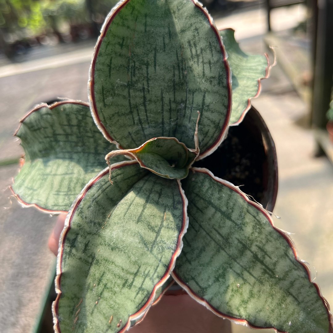 Sansevieria Silver Blue - Prince Garden Centre