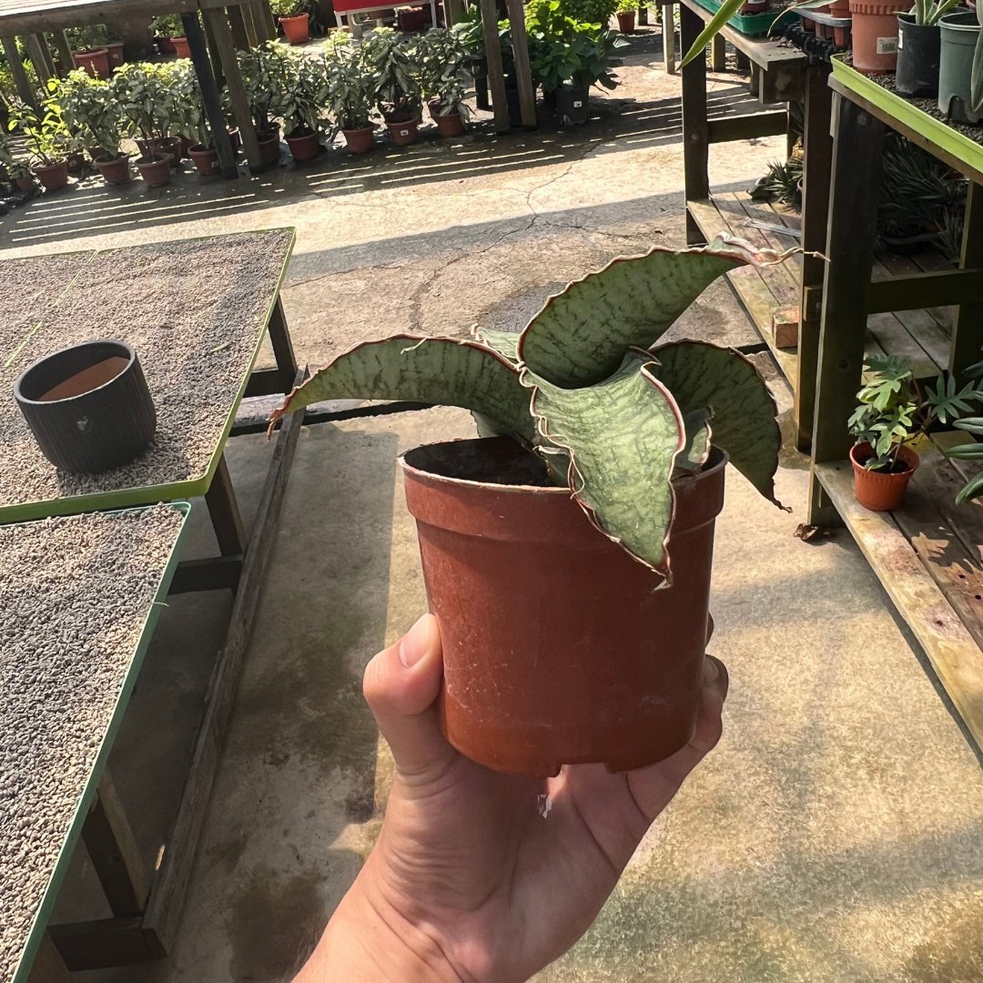 Sansevieria Silver Blue - Prince Garden Centre