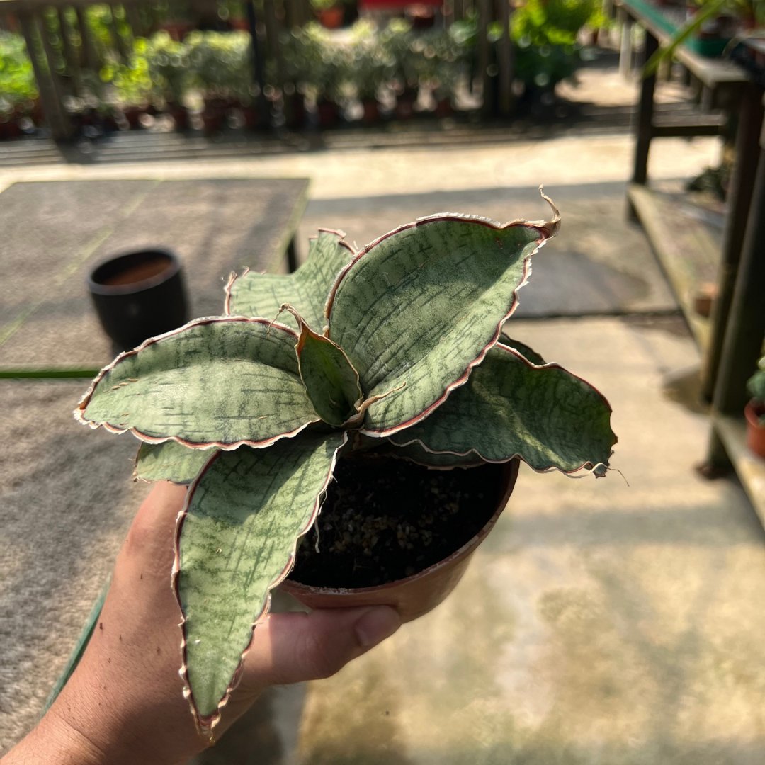 Sansevieria Silver Blue - Prince Garden Centre