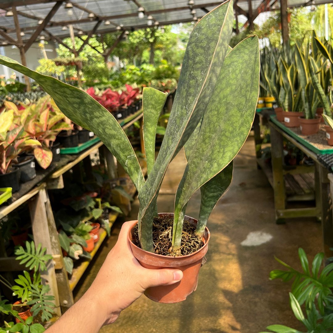 Sansevieria Trifasciate - Prince Garden Centre