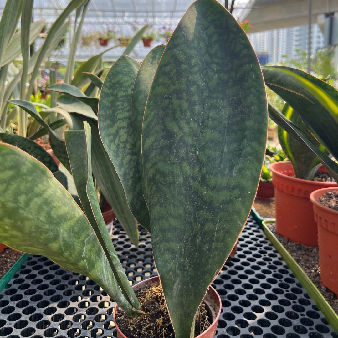 Sansevieria Trifasciate - Prince Garden Centre