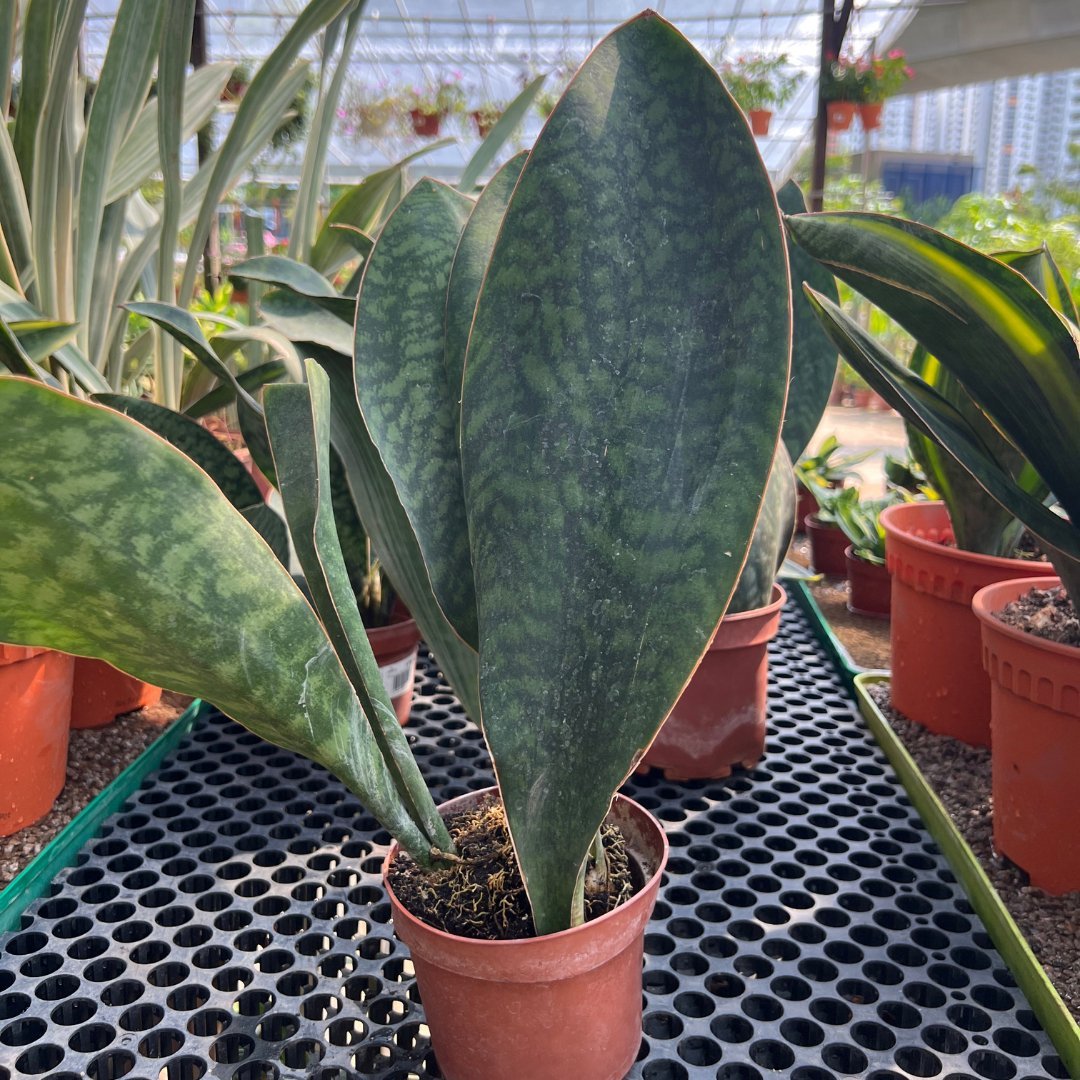 Sansevieria Trifasciate - Prince Garden Centre