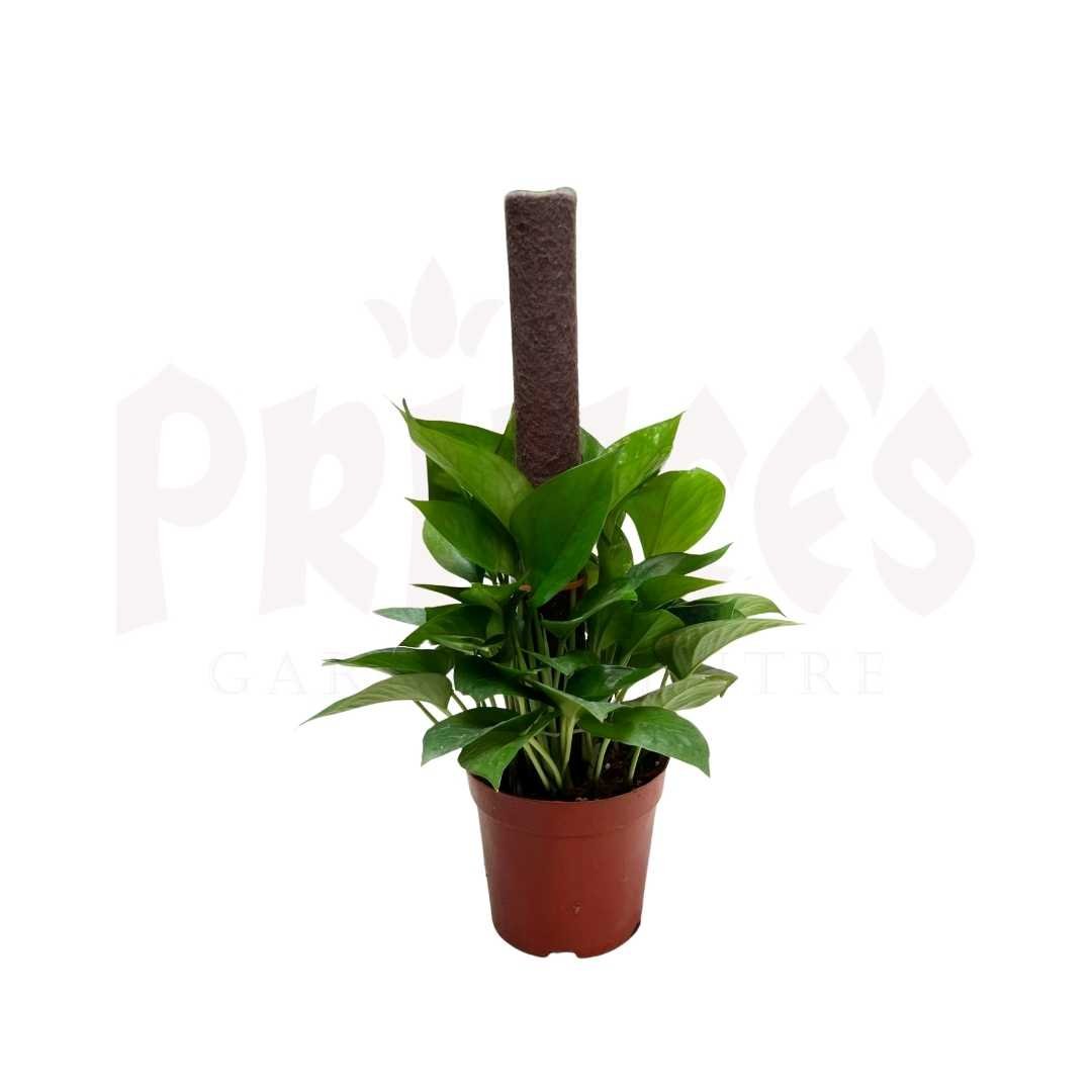 Scindapsus Aureus - Money Plant (Pot Size 16cmø x 17cmH) - Prince Garden Centre