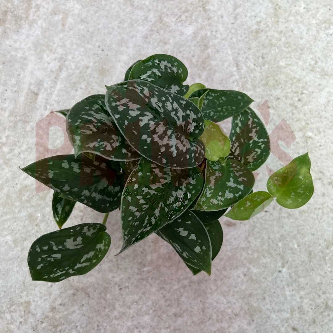 Scindapsus Pictus - (Pot Size 8.5cmø x 8cmH) - Prince Garden Centre