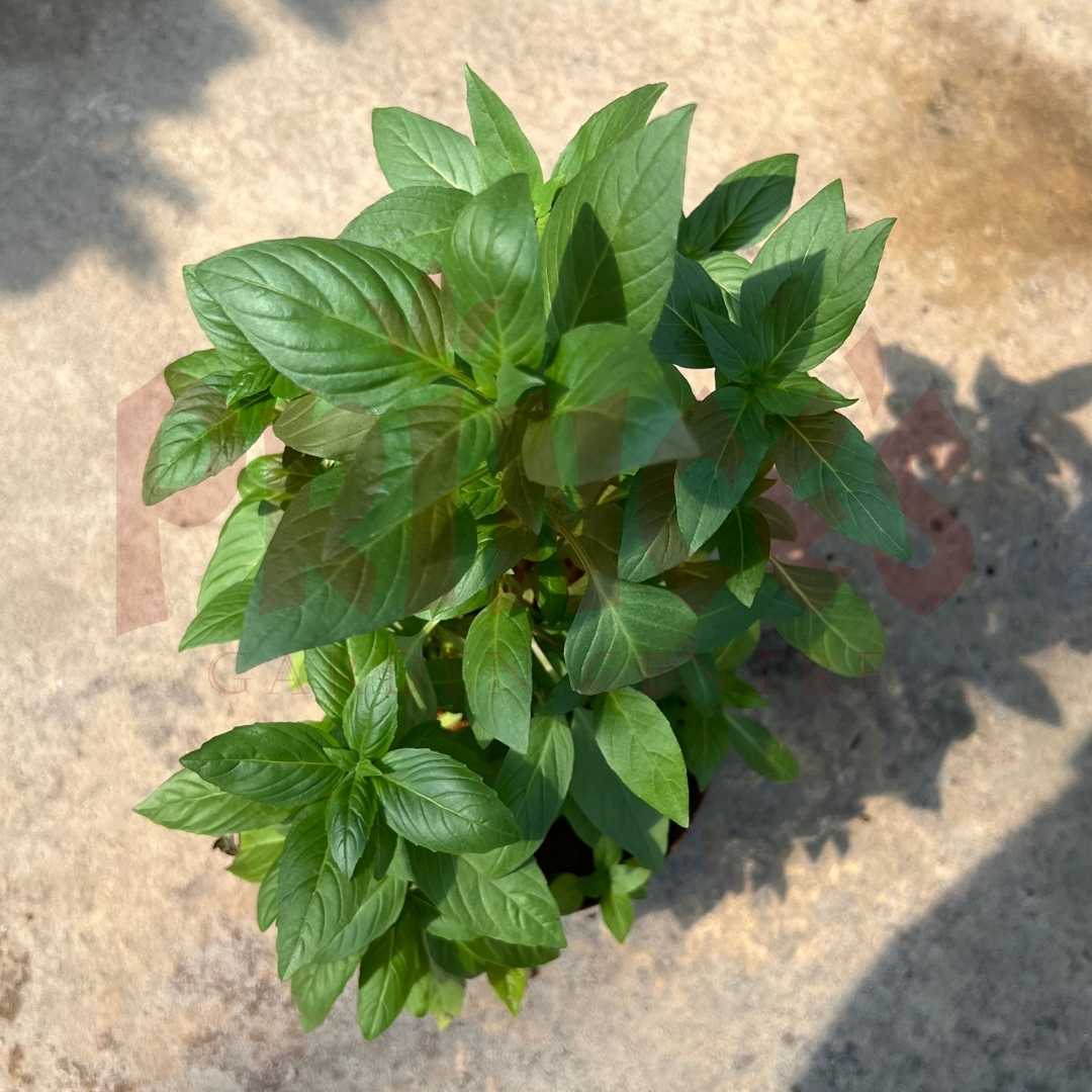 Thai Basil - (Pot Size 15cmø x 12cmH) - Prince Garden Centre