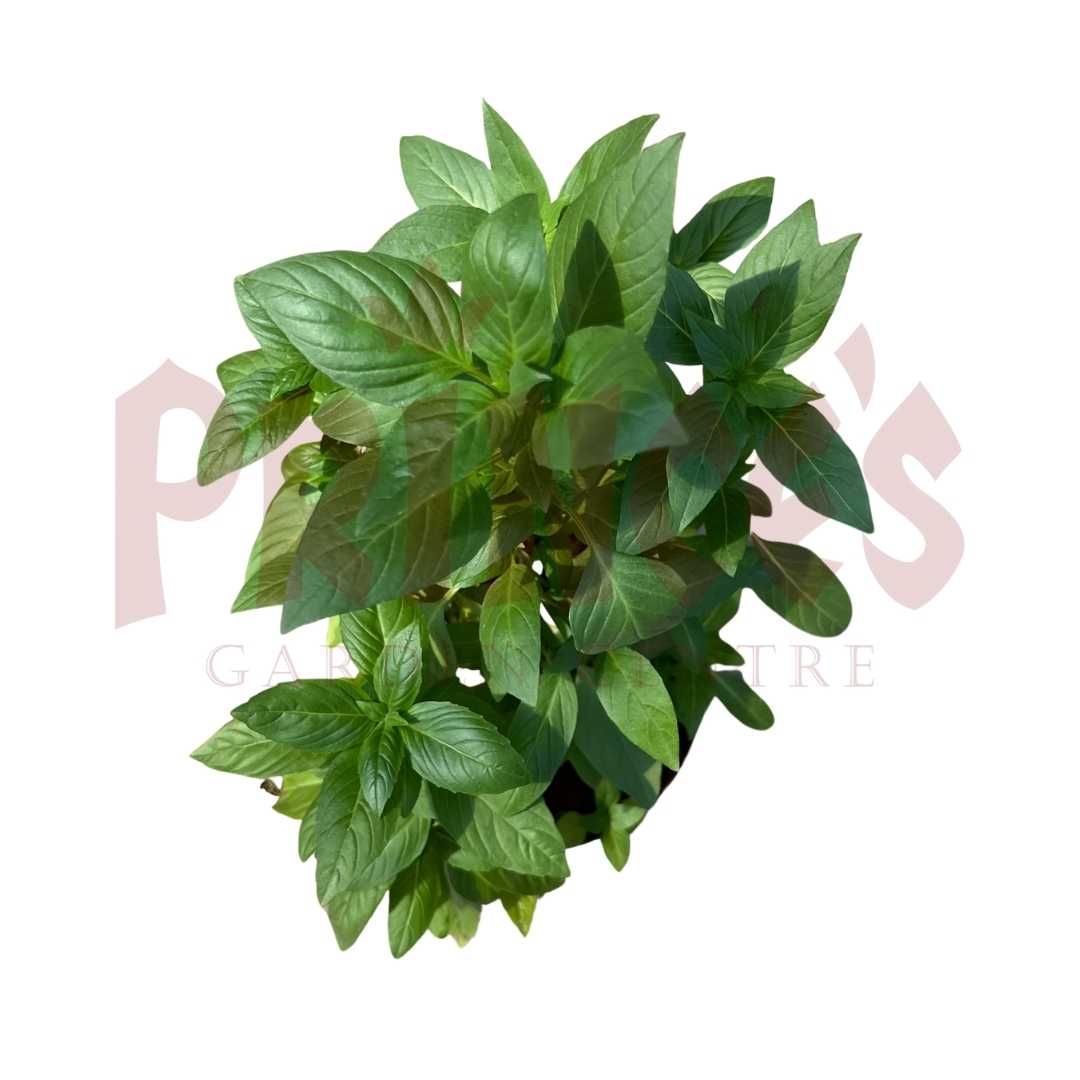 Thai Basil - (Pot Size 15cmø x 12cmH) - Prince Garden Centre