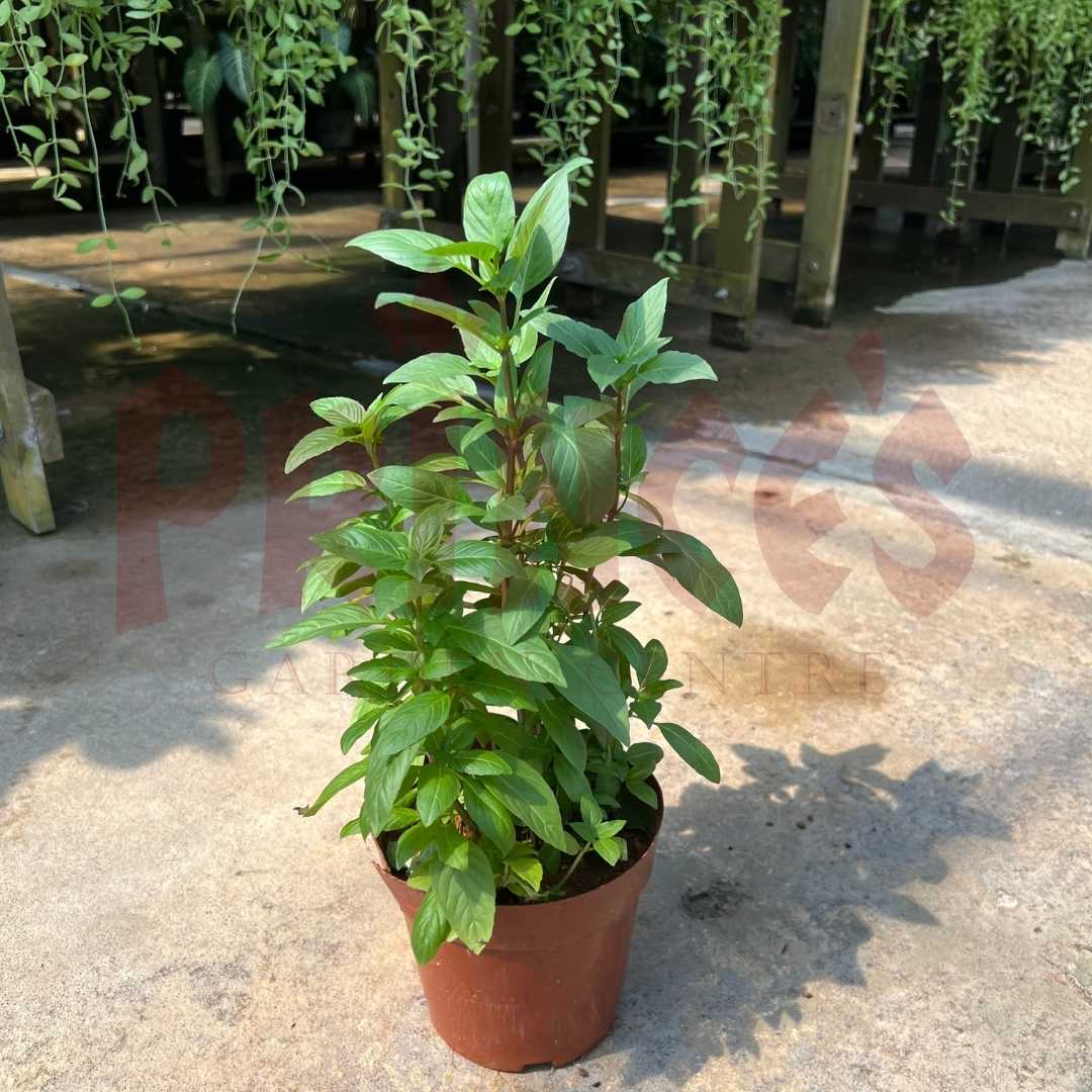Thai Basil - (Pot Size 15cmø x 12cmH) - Prince Garden Centre