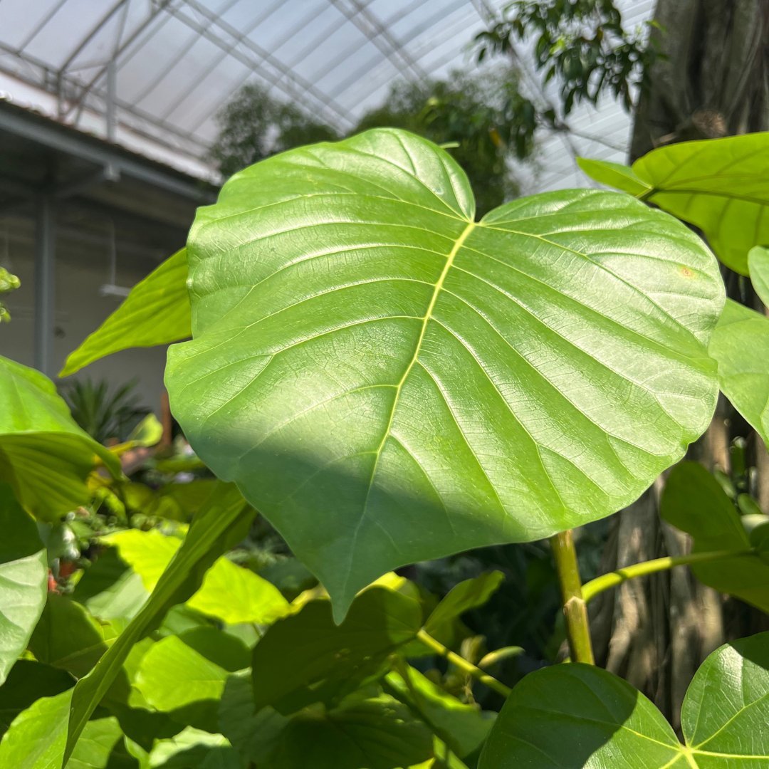 Umbrella Fig - Prince Garden Centre