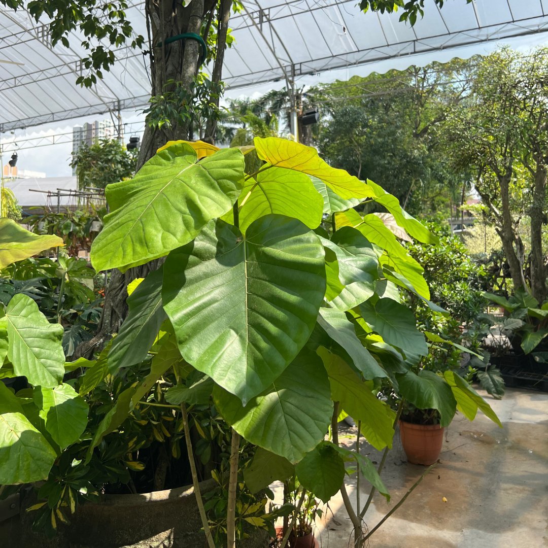 Umbrella Fig - Prince Garden Centre