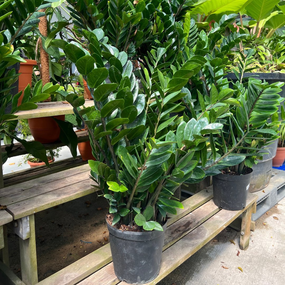 Zamioculcas Zamifolia - Prince Garden Centre