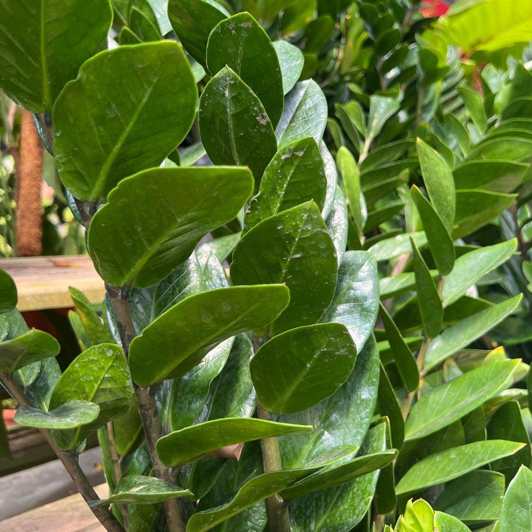 Zamioculcas Zamifolia - Prince Garden Centre