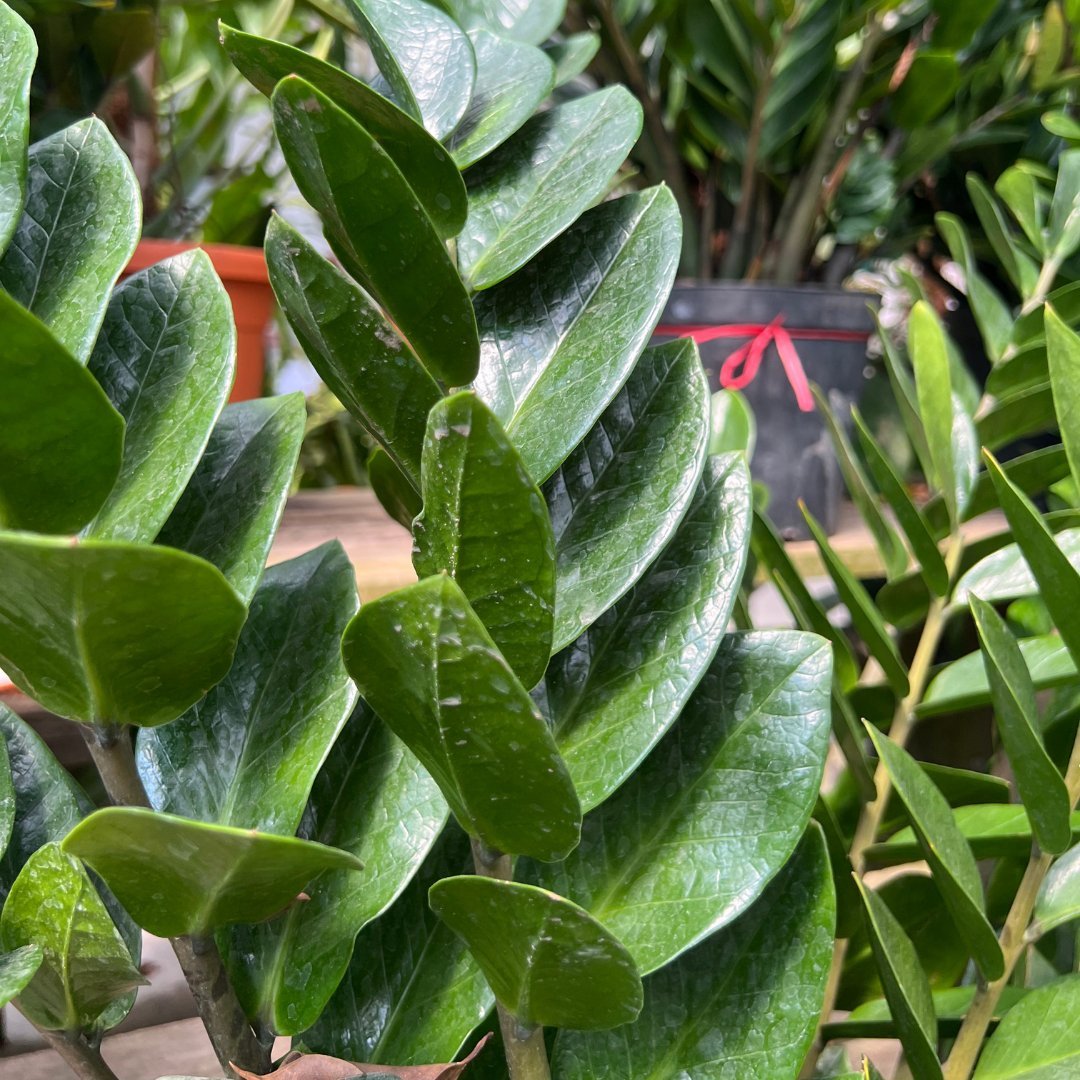 Zamioculcas Zamifolia - Prince Garden Centre